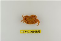 藏品(平背蜞)的圖片